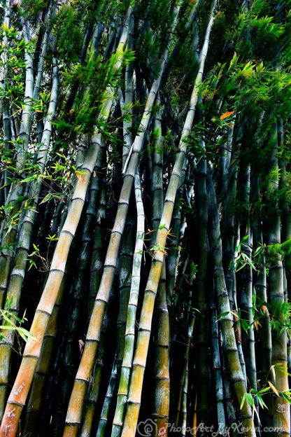 Bamboozled with Bamboo