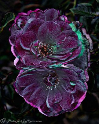Purple Flowers Majesty