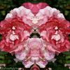 Bounty of Petals