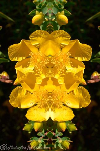 Yellow Flower Full