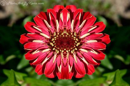 Tweedledee Flower