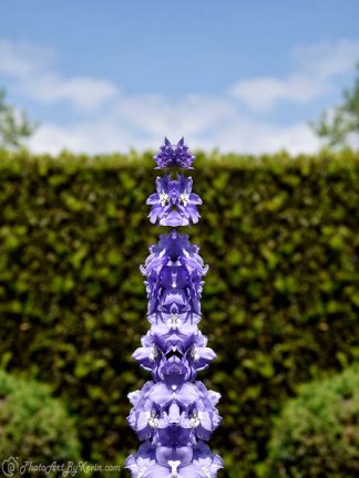 Lavender Flower Totem One