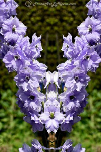 Lavender V Flowers