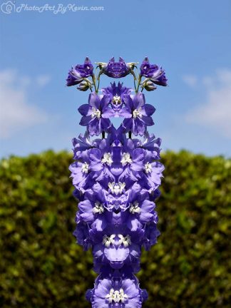 Lavender Flower Totem Two