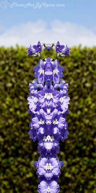 Lavender Flower Totem Three