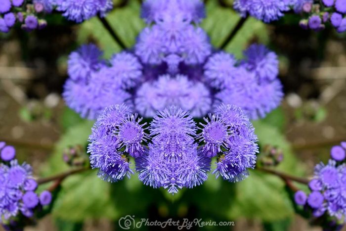 Fuzzy Lavender Flower