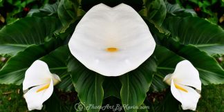 Lily Tomlin Flower