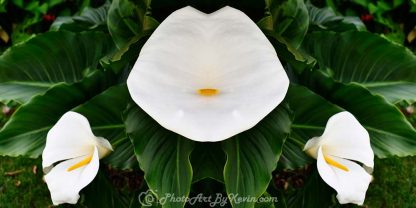 Lily Tomlin Flower