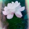 Soft Flower