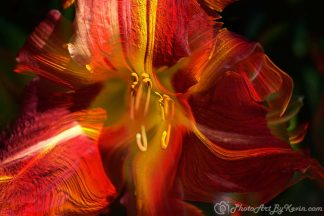 Color Dance Flower