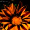 Dreamy Flower
