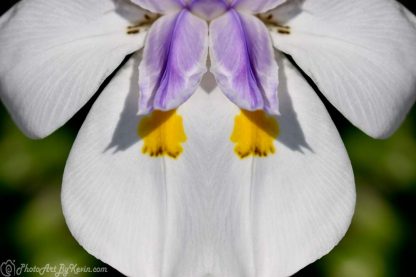 Iris Setter Flower