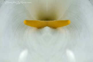 Lily's Forked Tongue Flower Photo Art