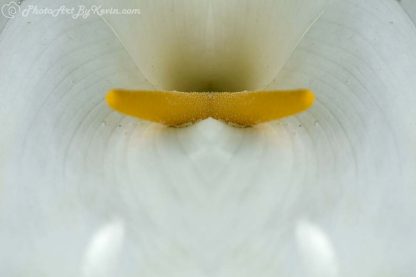 Lily's Forked Tongue Flower Photo Art