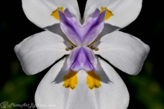 Wide-Eyed Iris Flower