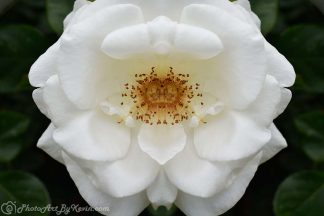 Popcorn White Rose