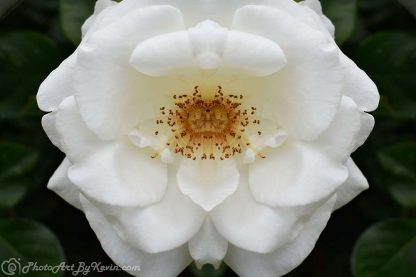 Popcorn White Rose