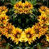 Smiling Flowers