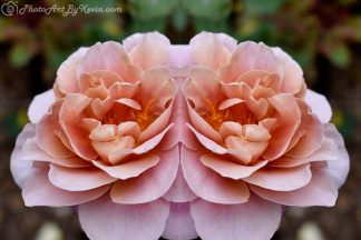 Rose-Colored Glasses Flower Art