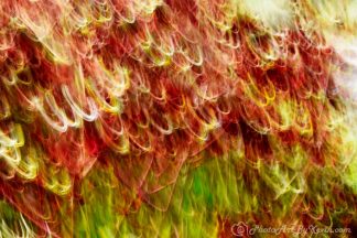 Red Yellow Green Part 3 Abstract Plants Flowers