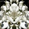 White Buds of Flowers