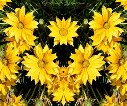 Fun Sunflowers