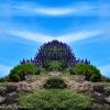 Flower Hill