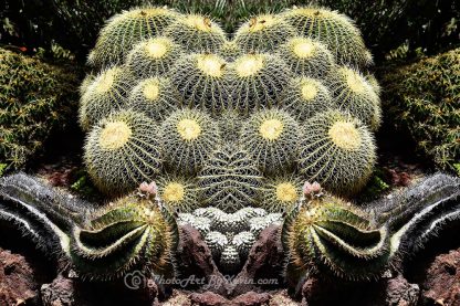 Double Barrel Cactus