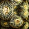 Cacti Majesti