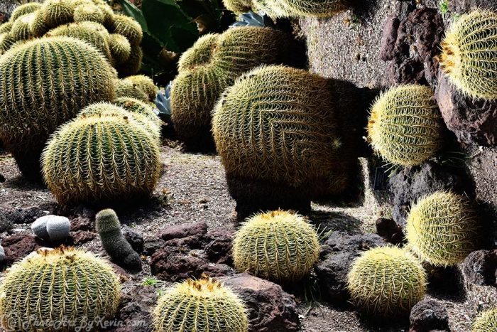 Wall of Cactus