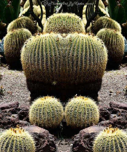 Double Trouble Cactus
