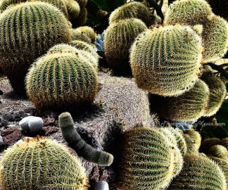 Over the Edge Cacti