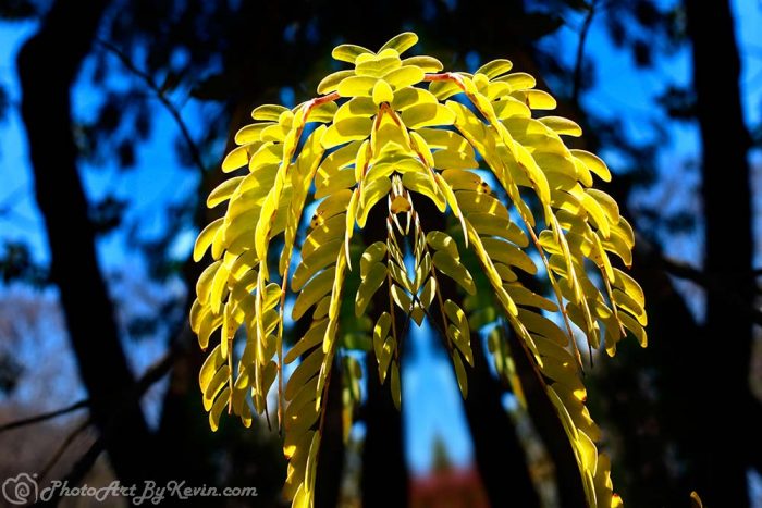 Jellyfish Plant