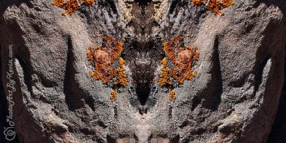 Dark Spirits of the Lichen