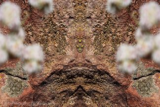Rock Flowers Lichen
