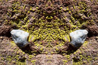 Stoned on Lichen