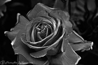 Rose Grey