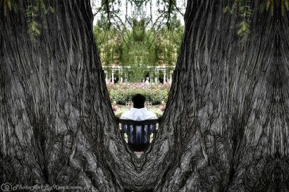 V Tree Meditation