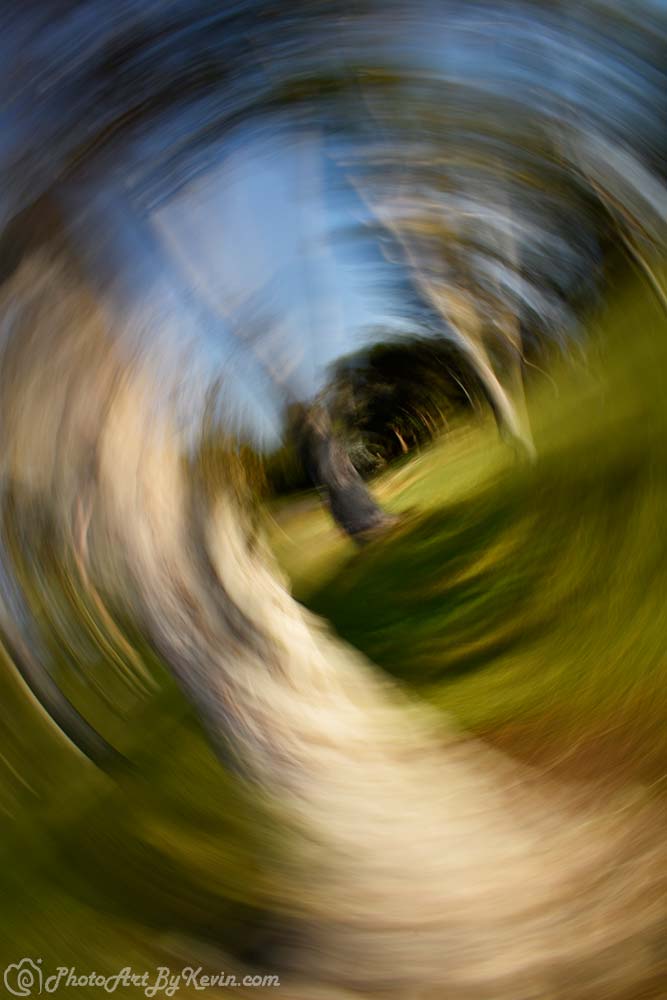 Swirly Trees of Fullerton, California