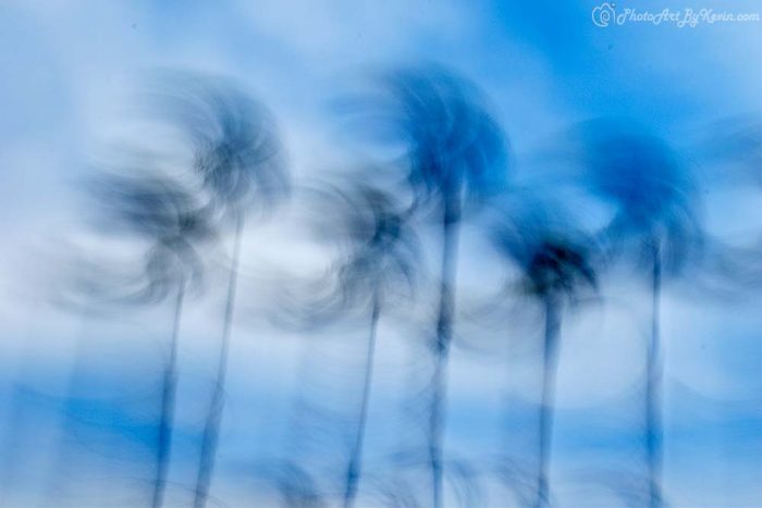 Swaying Palm Trees of Huntington Beach, California