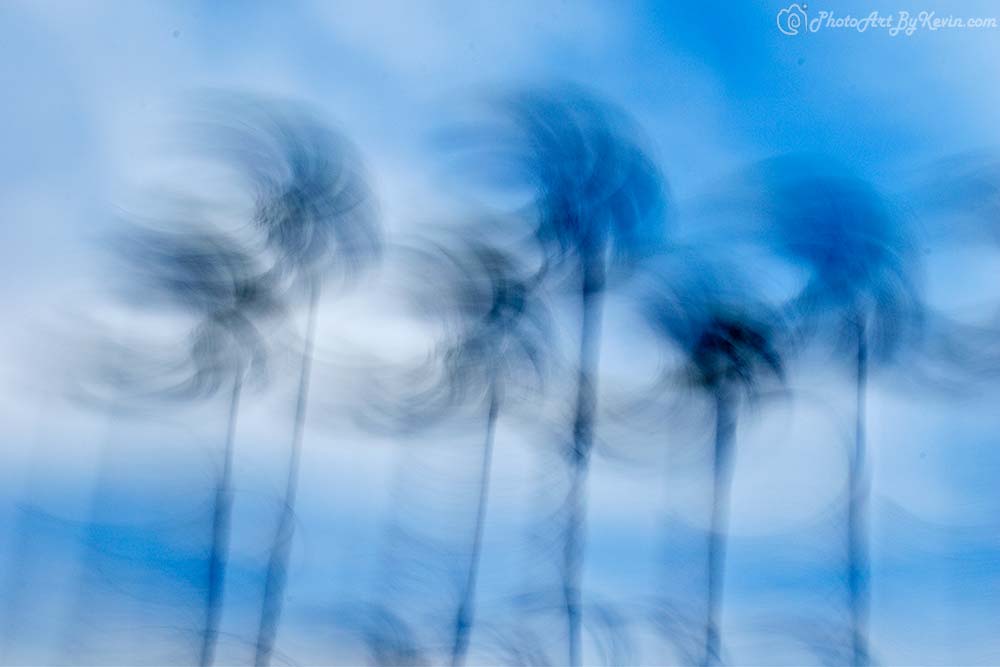 Swaying Palm Trees of Huntington Beach, California