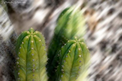 Ethereal Cacti