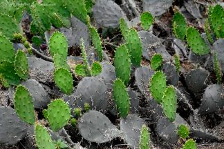 Circle of Life Cacti
