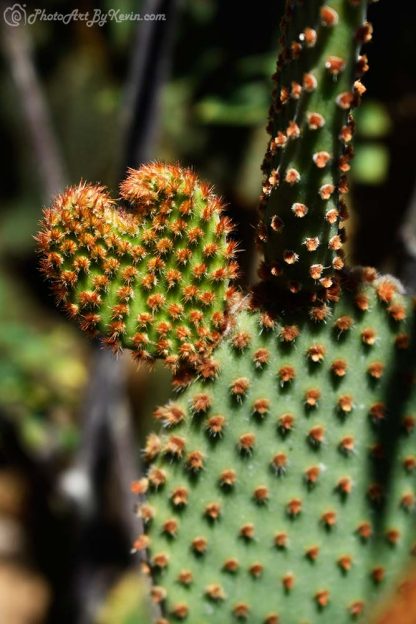 Prickly Heart Cactus