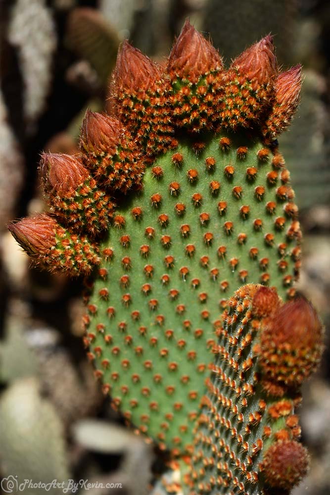 Bear Paw Cactus Photo Art Limited Edition Print Photo