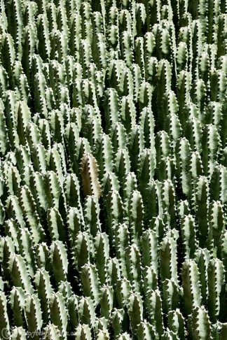 Cacti Outstanding