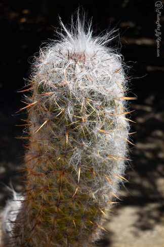Prick Cactus