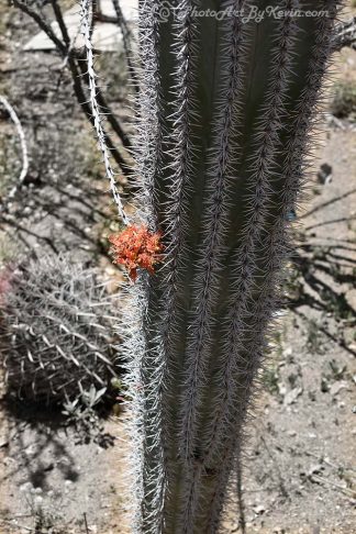 Cactus Needle Flower