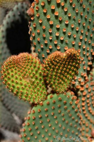Two Heart Cacti