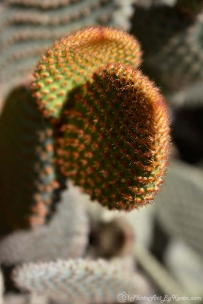 En Garde Cactus